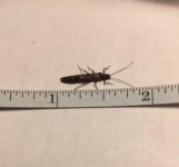 Stonefly Dry (before handling).jpg