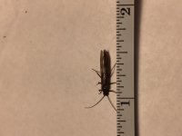 Stonefly Dry (after handling).JPG