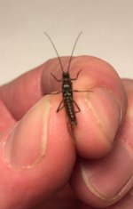 Stonefly Dry (underbelly).jpg