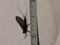 Quill Gordon (measured).JPG