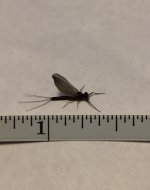 Blue Quill (measured).jpg