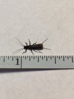 Little Black Stonefly.jpg