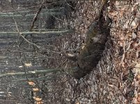 Grouse Drumming.JPG