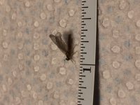BWO CFC measure.JPG