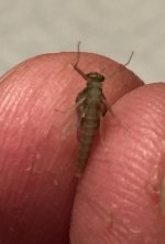 BWO CFC underbelly.jpg