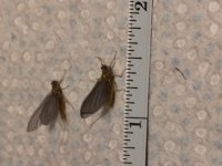 PED CFC measured.JPG
