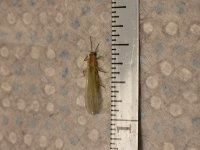 Yellow Sally measured.JPG