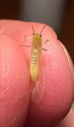 Yellow Sally underbelly.jpg
