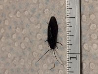 Black Caddis Kettle.JPG