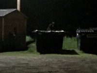 Bear in Cross Fork.JPG