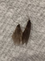 Tionesta Caddis4.JPG