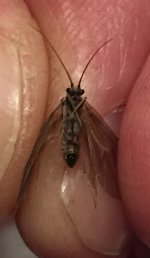 Tionesta Caddis2b.jpg