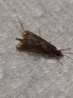 Oil Creek Caddis Top.JPG
