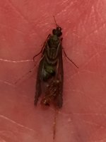 Oil Creek Caddis with Shuck.JPG