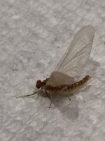 Oil Creek Spinner1.JPG