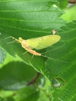 Marvin Cahill on leaf.JPG