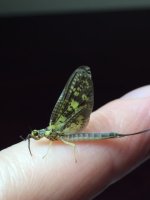 Big Moore’s Green Drake.JPG
