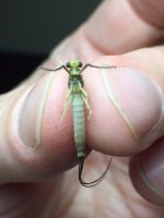 Big Moore’s Green drake belly.JPG