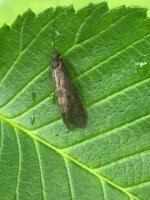 Big Moore’s Caddis on leaf.JPG