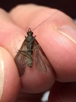 Big Moore’s Dark Caddis.JPG
