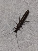 Big Moore’s Stonefly.JPG