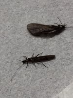 Stonefly Caddis compare.JPG