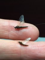 Big Moore’s spinner compare.JPG
