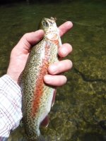 Kettle bow stripe.JPG