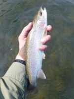 Kettle Nice Rainbow.jpg