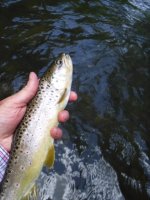 Cross Fork wild brown.jpg