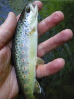 Upper Kettle Wild brown.jpg