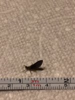 Kettle BWO measured.JPG