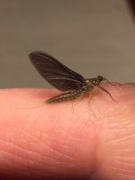 Kettle BWO profile.JPG