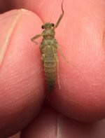 Kettle BWO belly.jpg