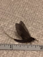 Kettle Slate Drake measured.JPG