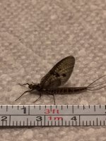 Kettle Brown Drake Measured.JPG
