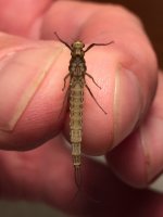 Kettle Brown Drake belly.JPG