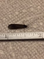 Kettle Dark Caddis.JPG