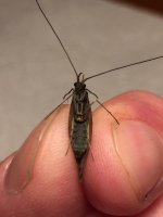 Kettle dark Caddis belly.JPG