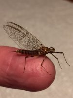 Kettle March Brown Spinner.JPG