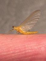 Kettle Sulphur Profile.JPG