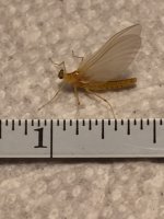 Kettle Sulphur.JPG