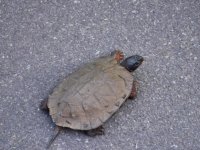 Turtle.JPG