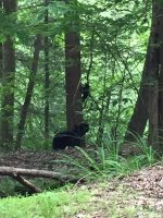 Kettle bears.JPG