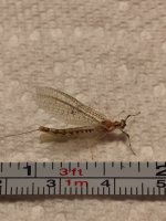 Little Sandy Yellow drake (measured).JPG