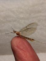 Little Sandy Yellow drake spinner profile.JPG