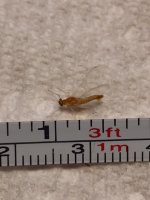 Little Sandy Sulphur spinner (measured).JPG