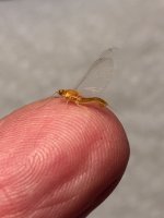 Little Sandy Sulphur spinnner profile.JPG