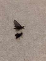 Sugar Ck compare (Little BWO vs Para) para is smaller.JPG