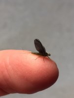 Sugar Ck Little BWO Profile.JPG